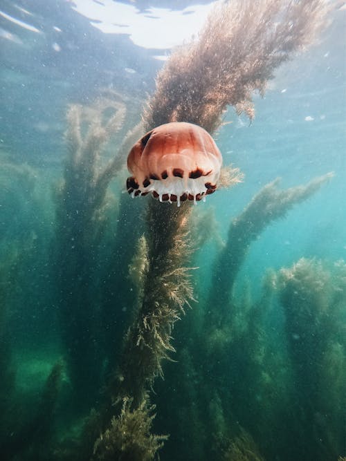 Fotobanka s bezplatnými fotkami na tému bezstavovce, fotografovanie pod vodou, medúza