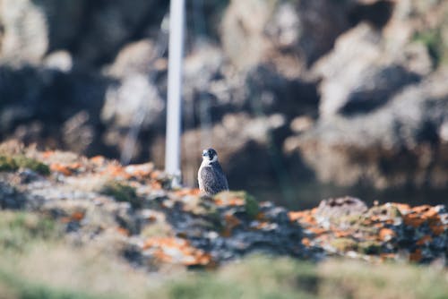 Grey and White Bird on Ground