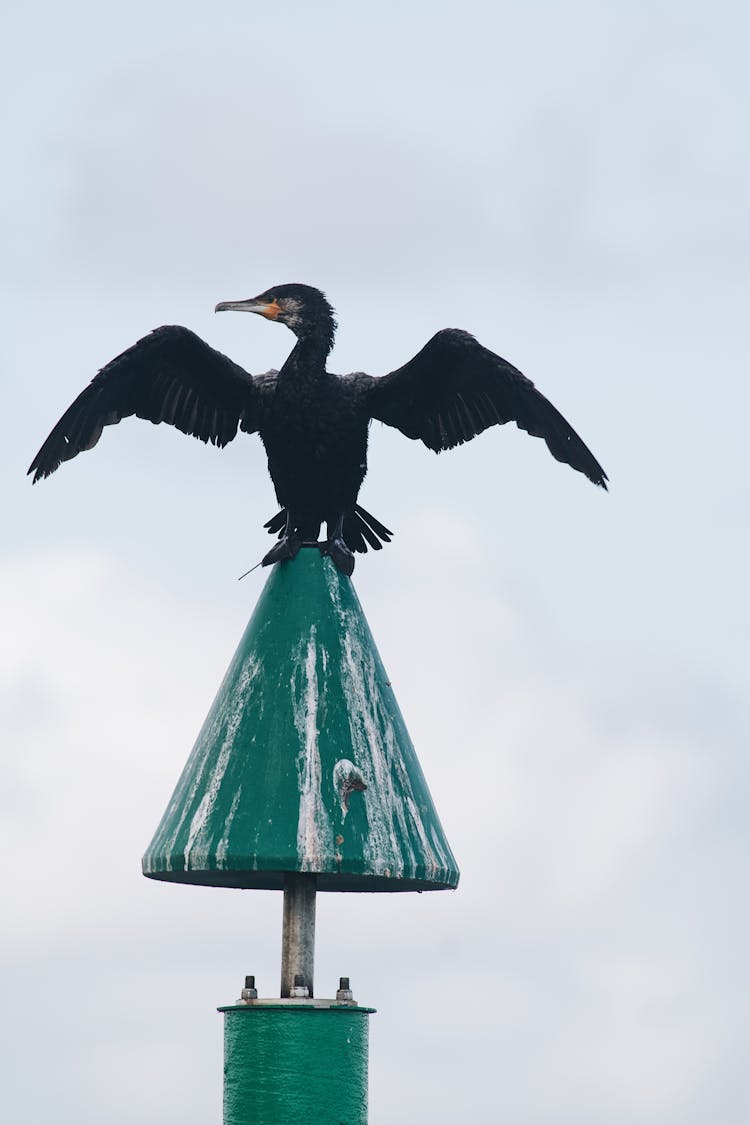 Great Cormorant Bird Spreading Wings Photo