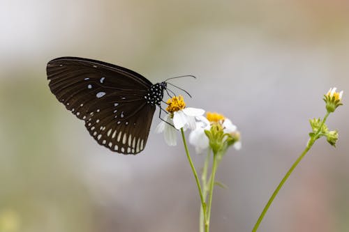 Close Up Photo of Black Butterfly on White Flower