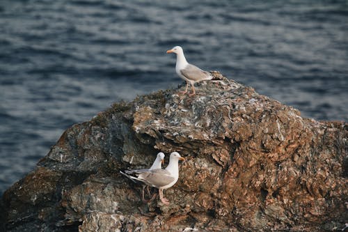 Seagulls on a Rock