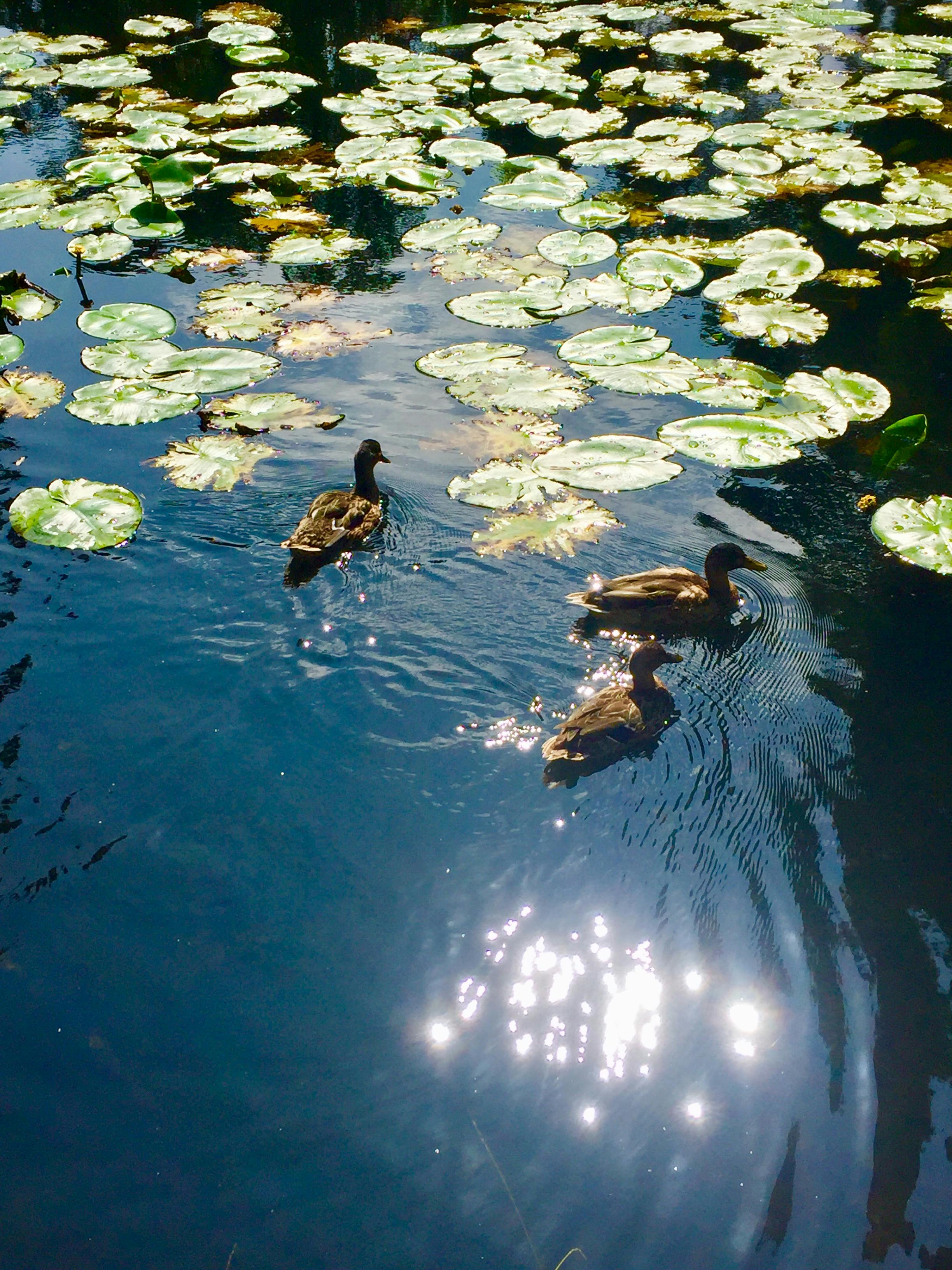 Free stock photo of ducks, pond, sun reflection