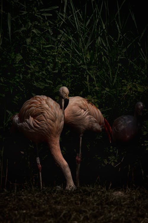 Foto profissional grátis de cabelo cor-de-rosa, cheio de cor, flamingo