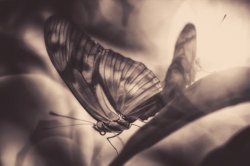 Free stock photo of black amp white, black and white, butterflies