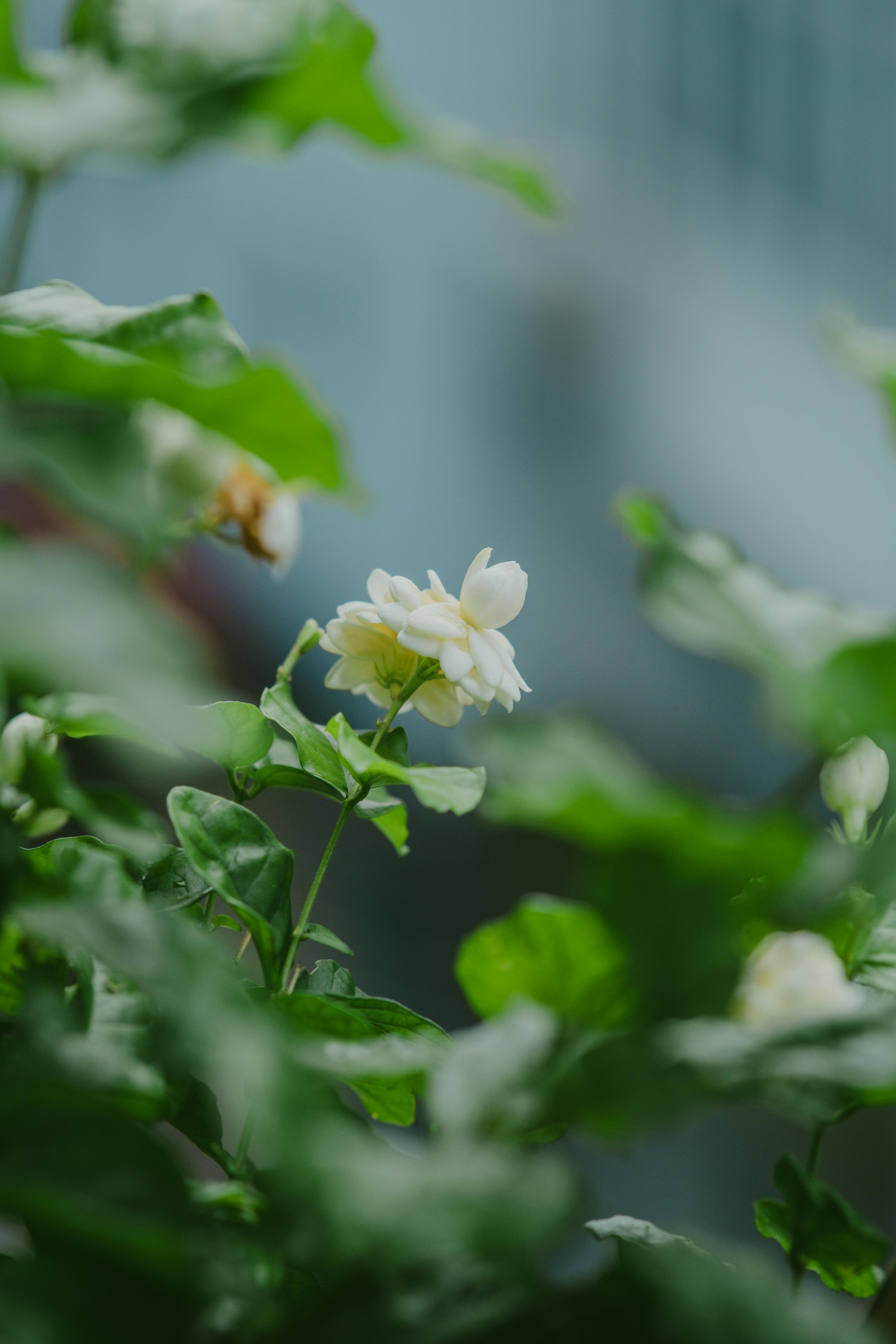 Jasmine Flowering Plant