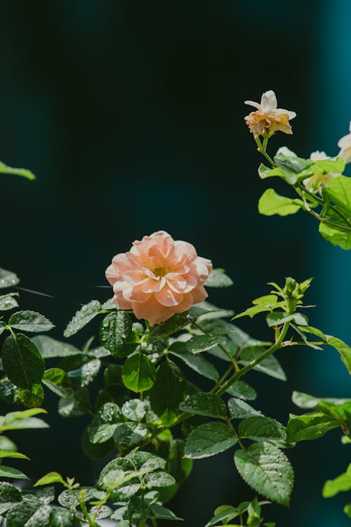 4k, bahçe gülü, çiçek içeren Ücretsiz stok fotoğraf