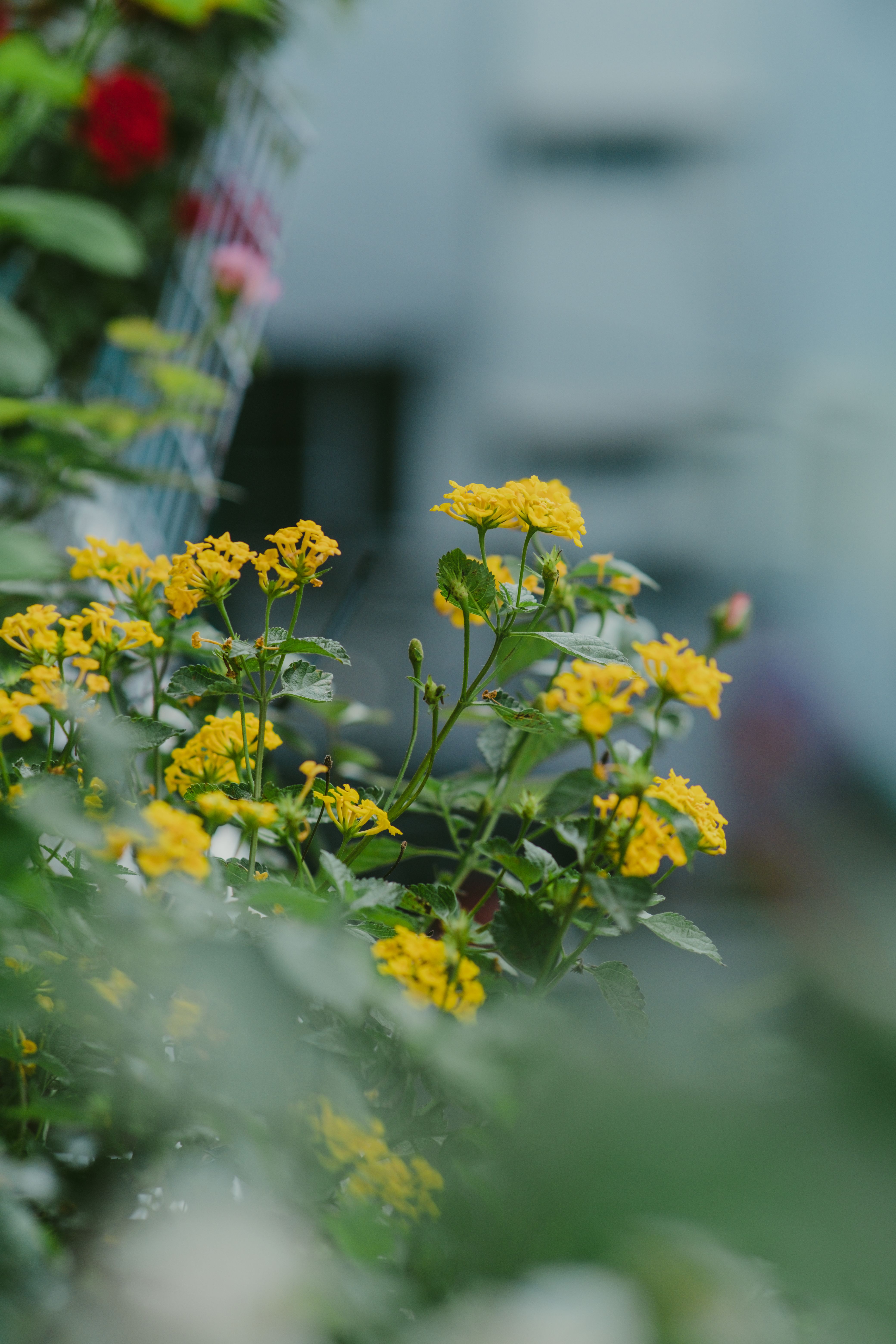 Close Up Photo of Yellow Flowers · Free Stock Photo