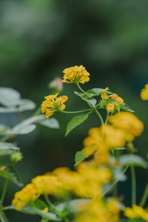 Yellow Flower in Close Up Photography