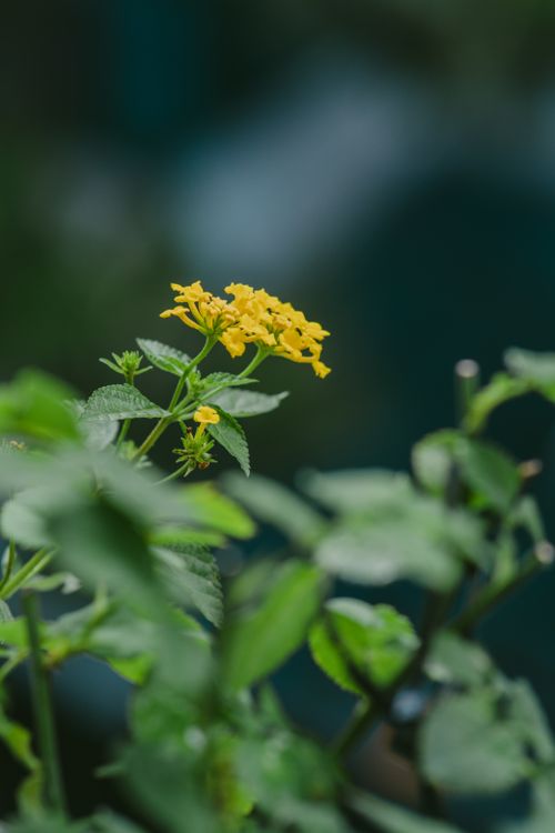Free Close-up of blooming West Indian Lantana with vibrant yellow flowers and green foliage. Stock Photo