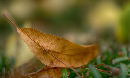 Free Macro photograph of a dry leaf resting on grass, highlighting fall's natural beauty. Stock Photo