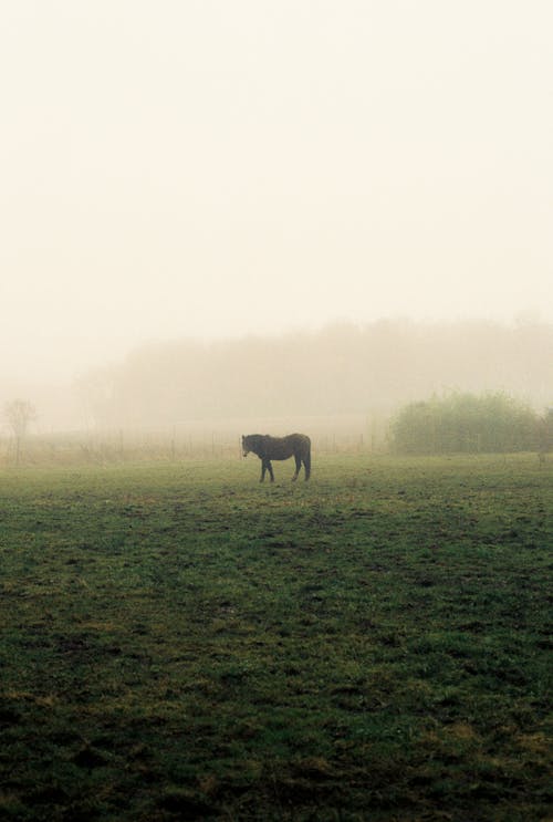 Foto profissional grátis de animal, campo de grama, cavalo