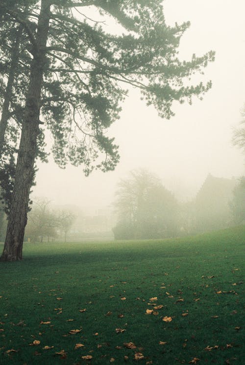 Základová fotografie zdarma na téma hřiště, mlha, příroda