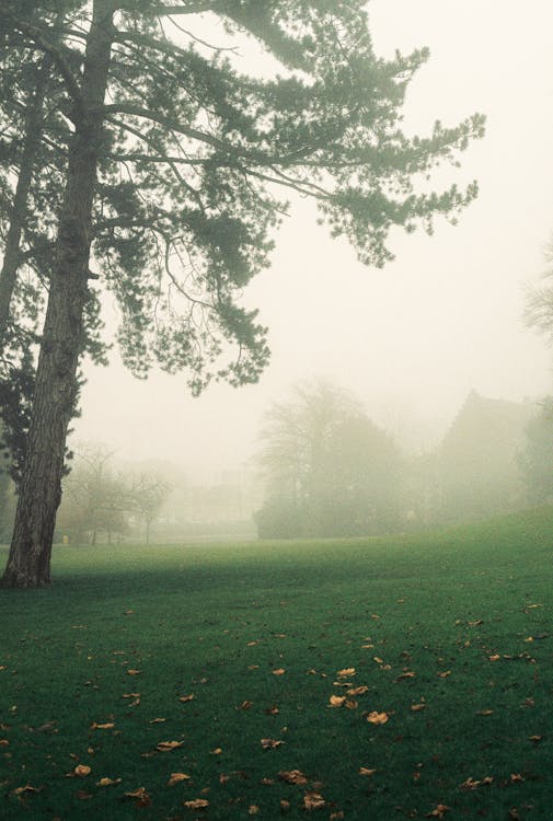 Grass Field and Trees Covered in Fog 