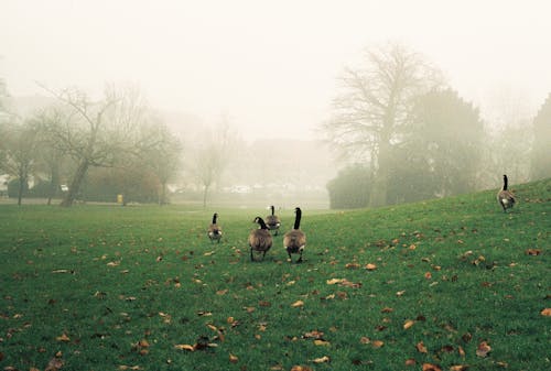 Základová fotografie zdarma na téma mlha, příroda, ptáci
