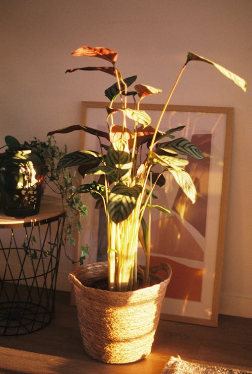 プランタ・パヴァン, 垂直拍攝, 室內植物 的 免費圖庫相片