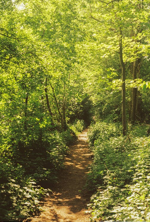 Gratis stockfoto met Bos, groene bomen, natuur