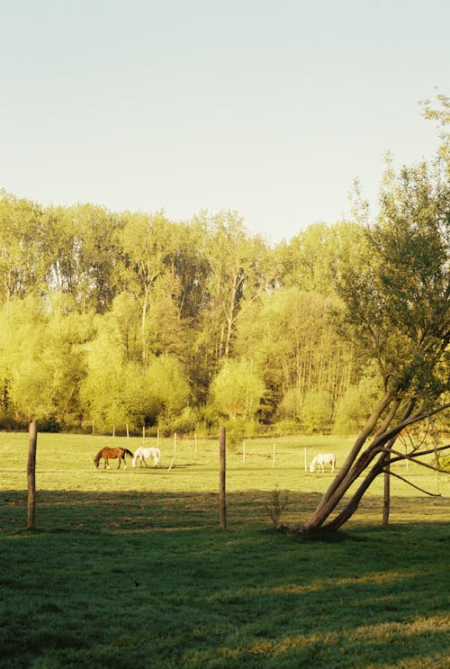 Kostenloses Stock Foto zu draußen, grasfläche, pferde