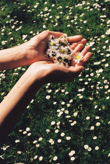 A close-up of hands gently cradling daisies with a meadow background. Bright and serene.