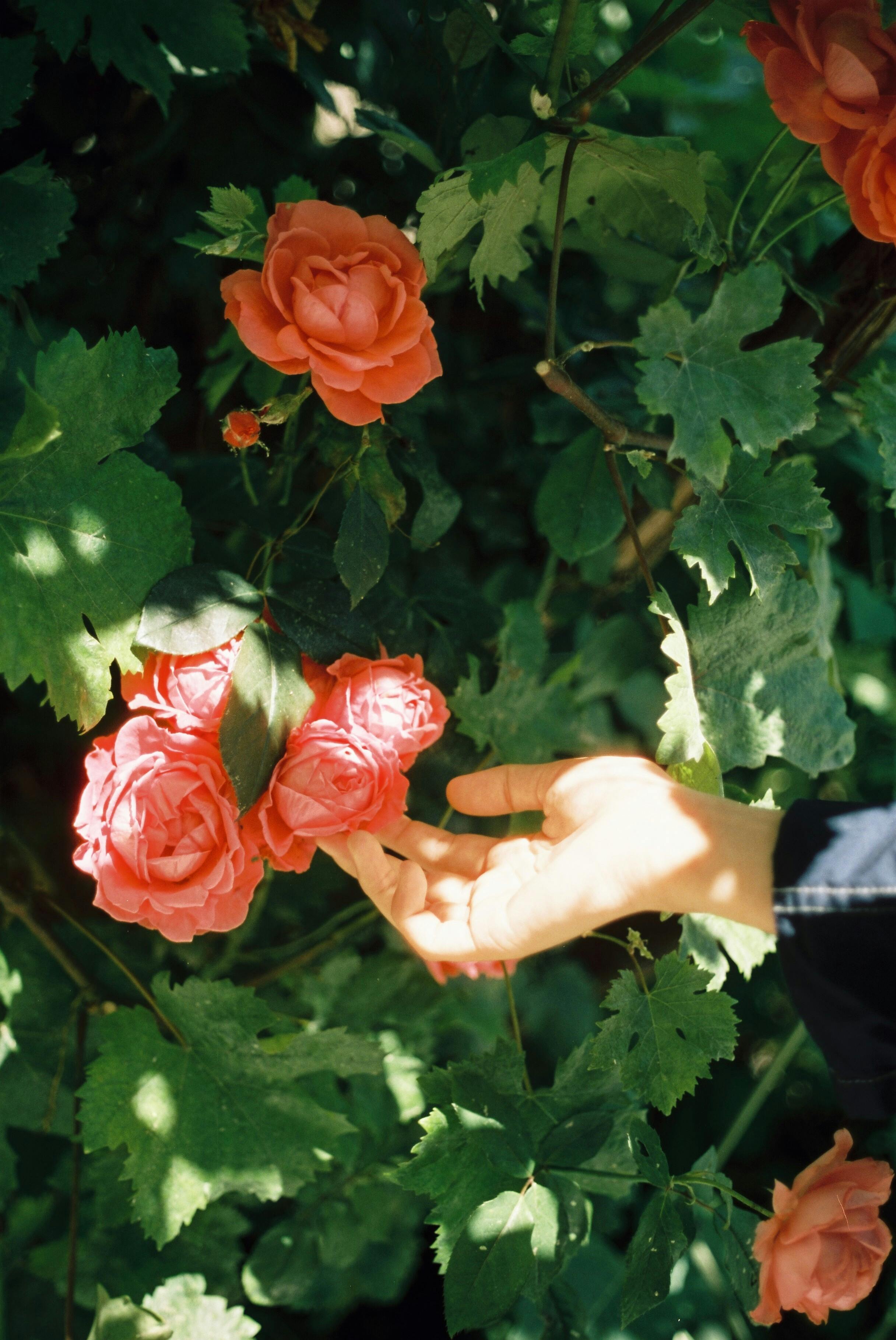 Close-up of hand interacting with lush red roses amidst green leaves outdoors.