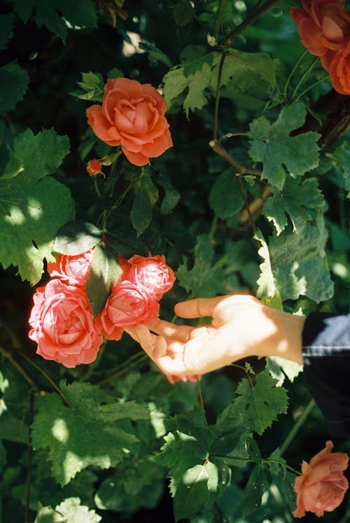 Základová fotografie zdarma na téma červené kytky, flóra, kvetoucí