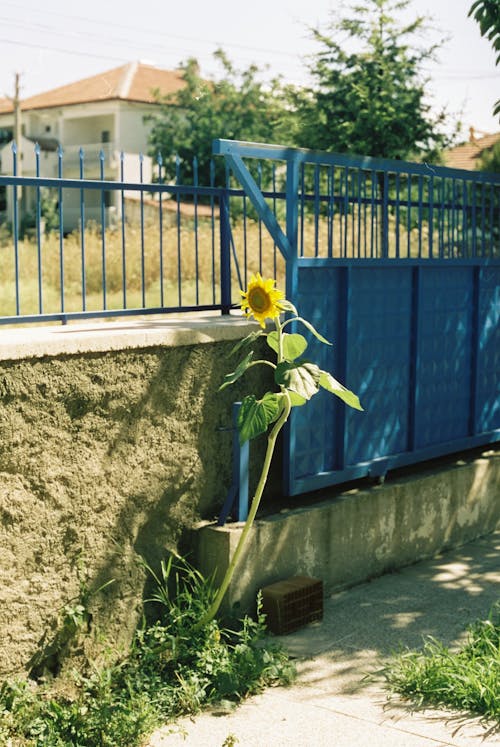 게이트, 나뭇잎, 노란색 꽃의 무료 스톡 사진