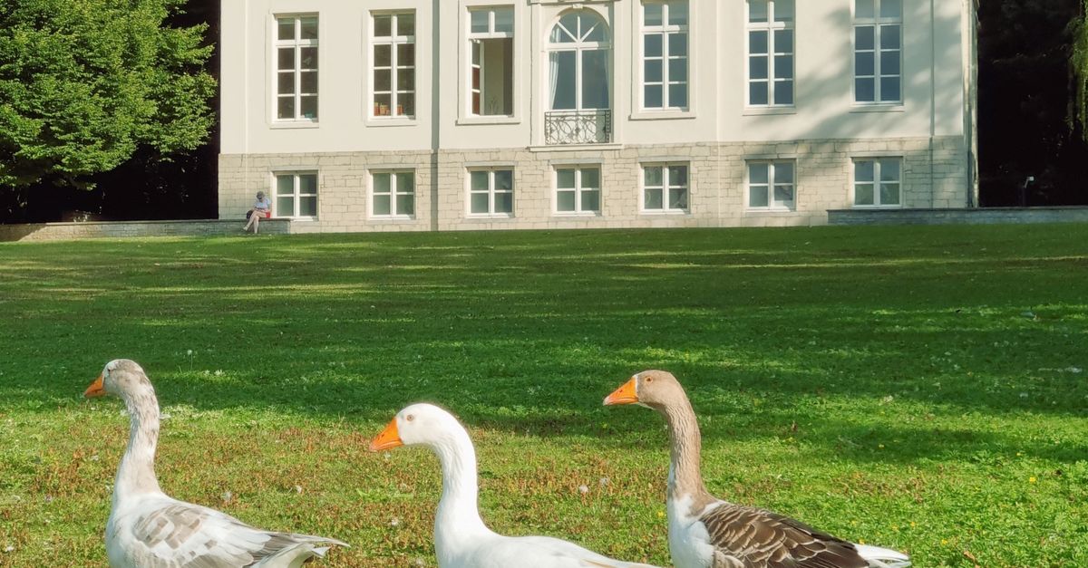 Goose In House Photograph of Geese Near a House · Free Stock Photo