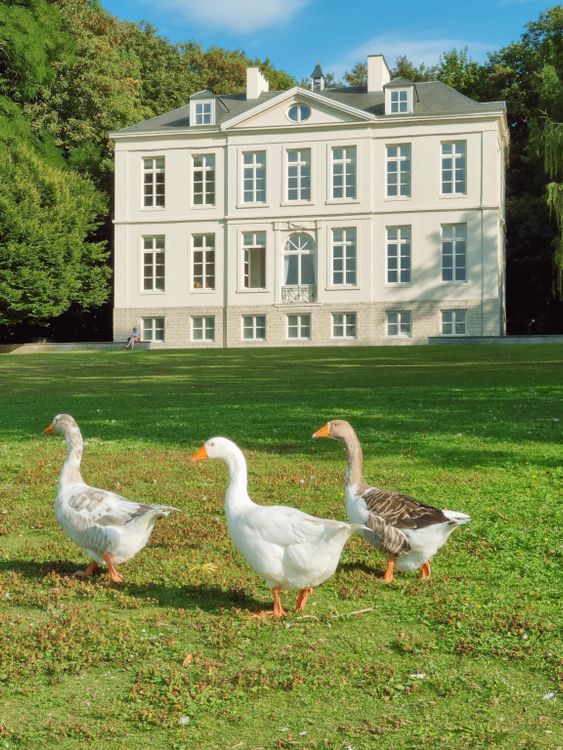 Goose In House Photograph of Geese Near a House · Free Stock Photo