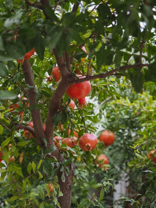 Free Ripe pomegranates hang on a tree, lush orchard setting in summer. Stock Photo