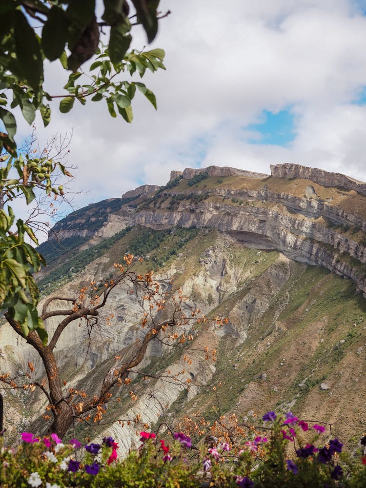 Flowers Against Rocky Mountain