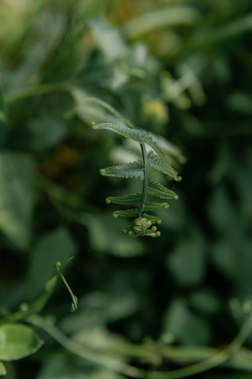 Fern blur in the forest