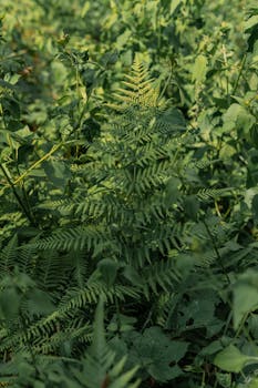 Vibrant green ferns thriving in a lush Indonesian forest landscape.
