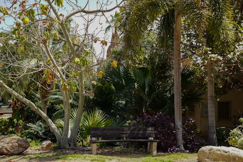 Бесплатное стоковое фото с большие деревья, ботанический сад, иудейская пустыня