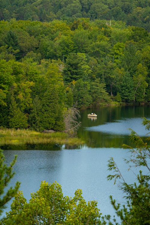 Lake among Luxuriant Forest