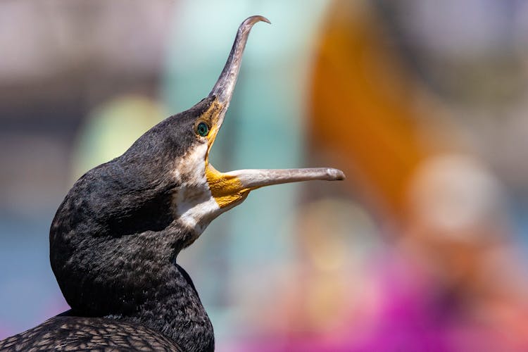 Close-Up Photo Of Great Cormorant Bird With Open Beak