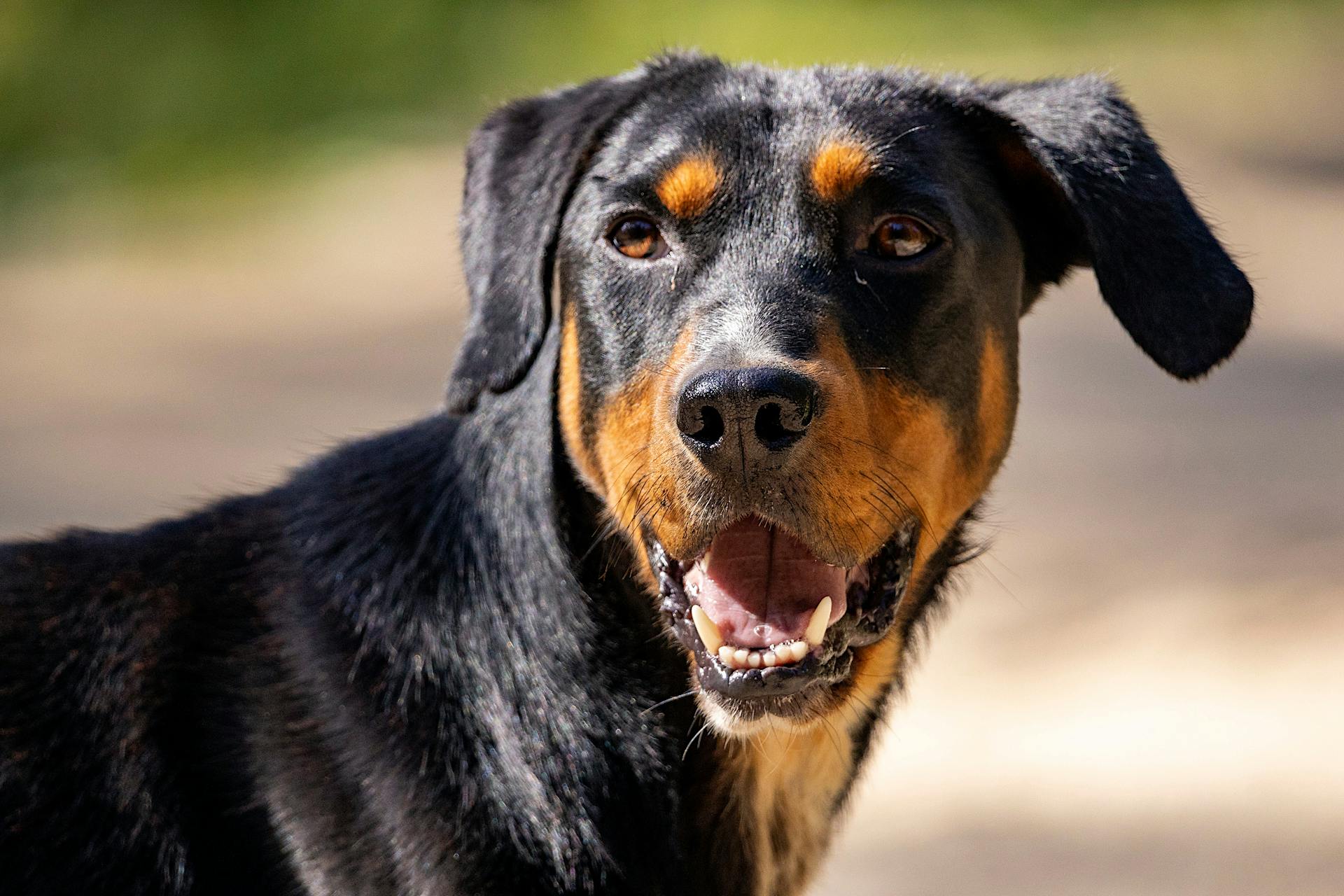 Close-Up Shot of a Dog