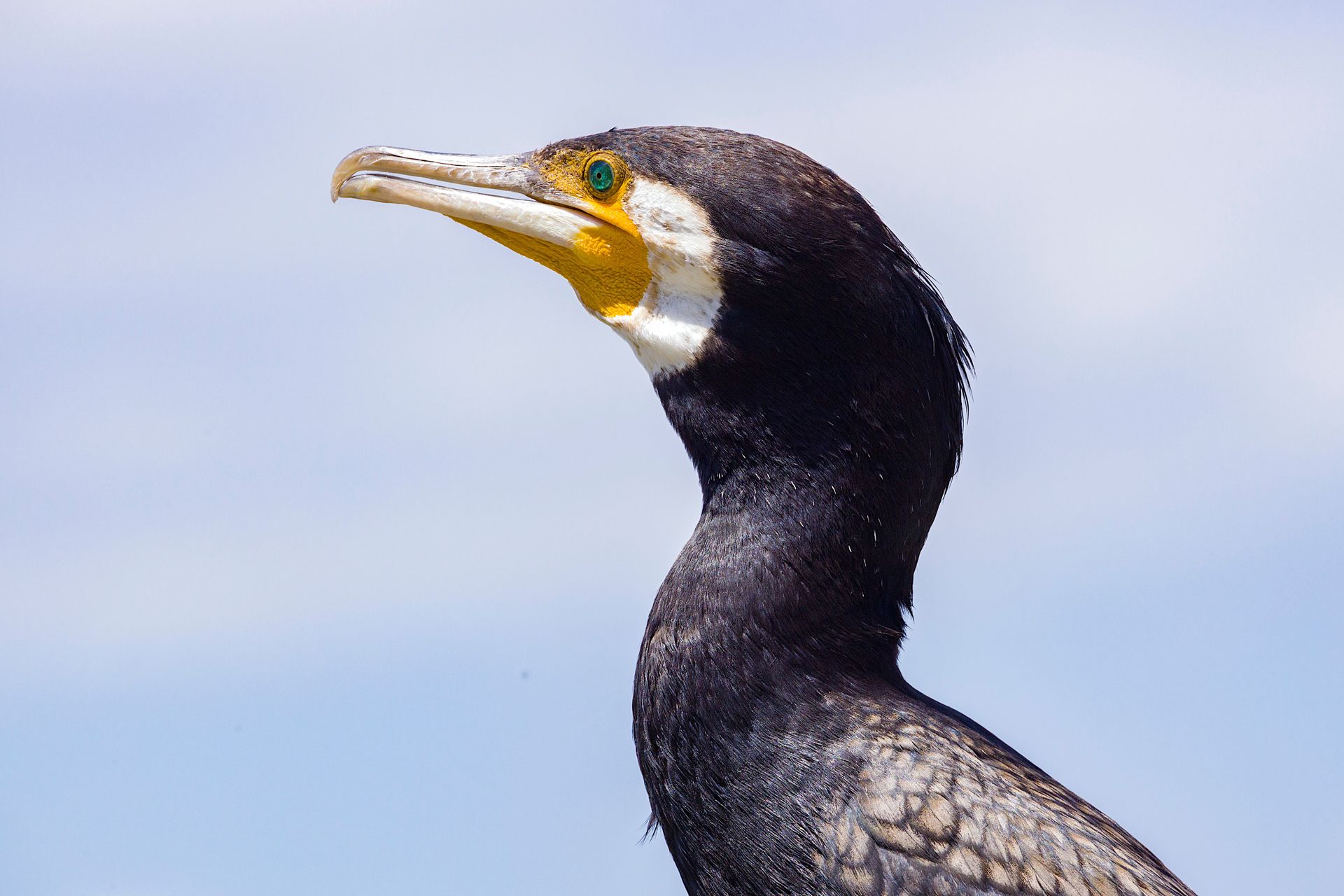 Detailed close-up portrait of a cormorant bird against a clear blue sky, showcasing its distinctive black plumage and striking profile.