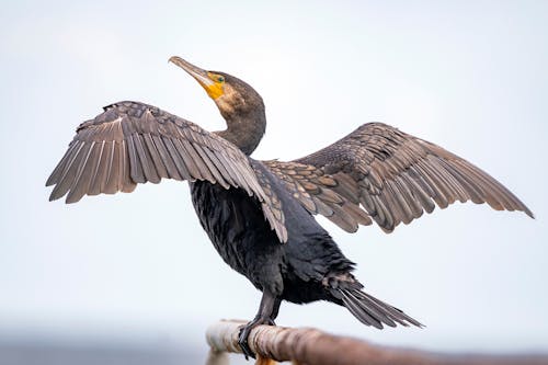 Foto d'estoc gratuïta de ales, animal, au