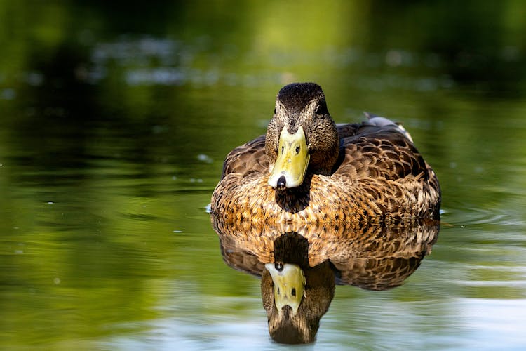 Close Up Photo Of A Mallard