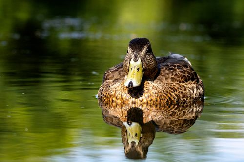 Free A close-up photo of a mallard duck on water, showing its reflection. Stock Photo