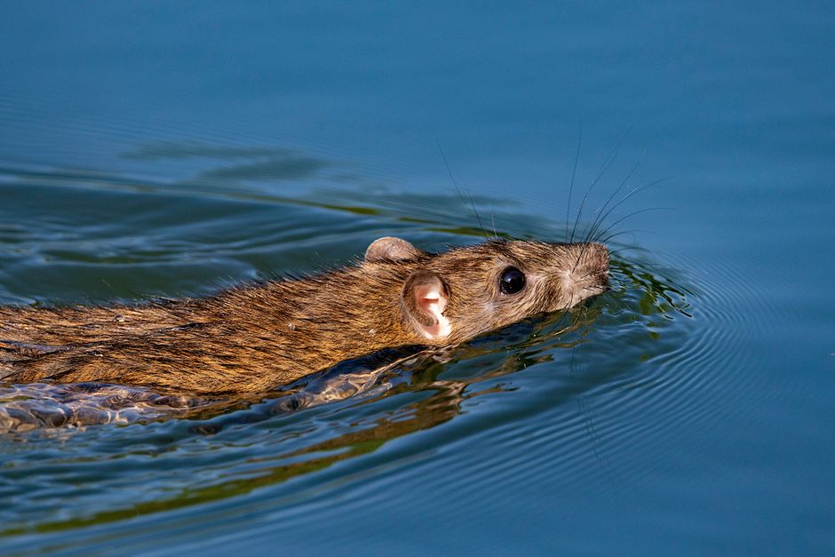 Health Authorities Investigate Viral Video of Rodent in Maharashtra Sweet Shop