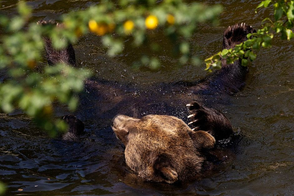 人を襲うクマはなぜ減らないのか — 2025年の記録更新と、里山が消えた20年