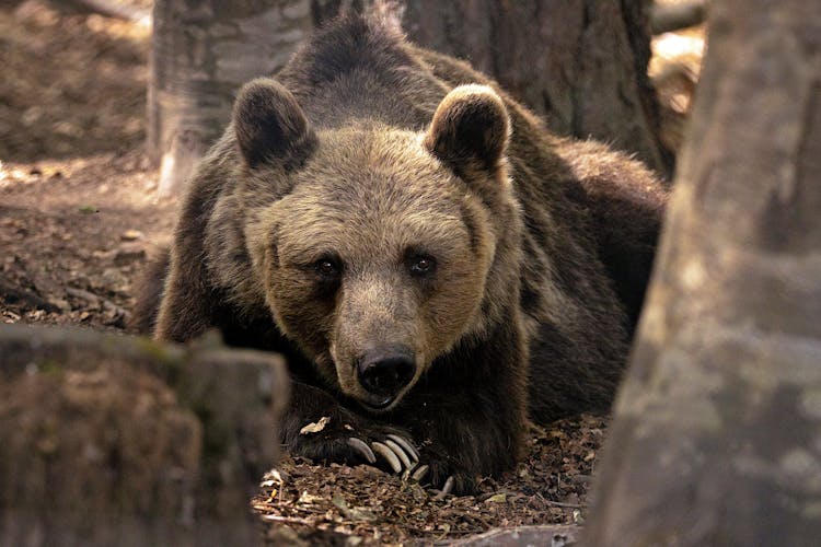 Bear Resting Among Trees