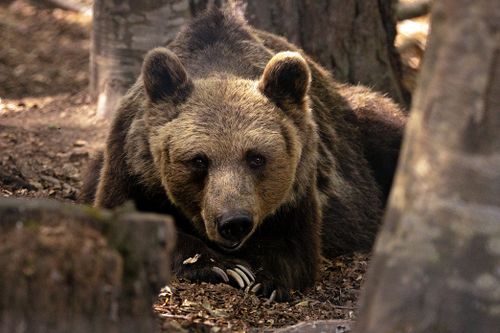 Free Close-up of a brown bear lying on the forest floor surrounded by trees in natural habitat. Stock Photo