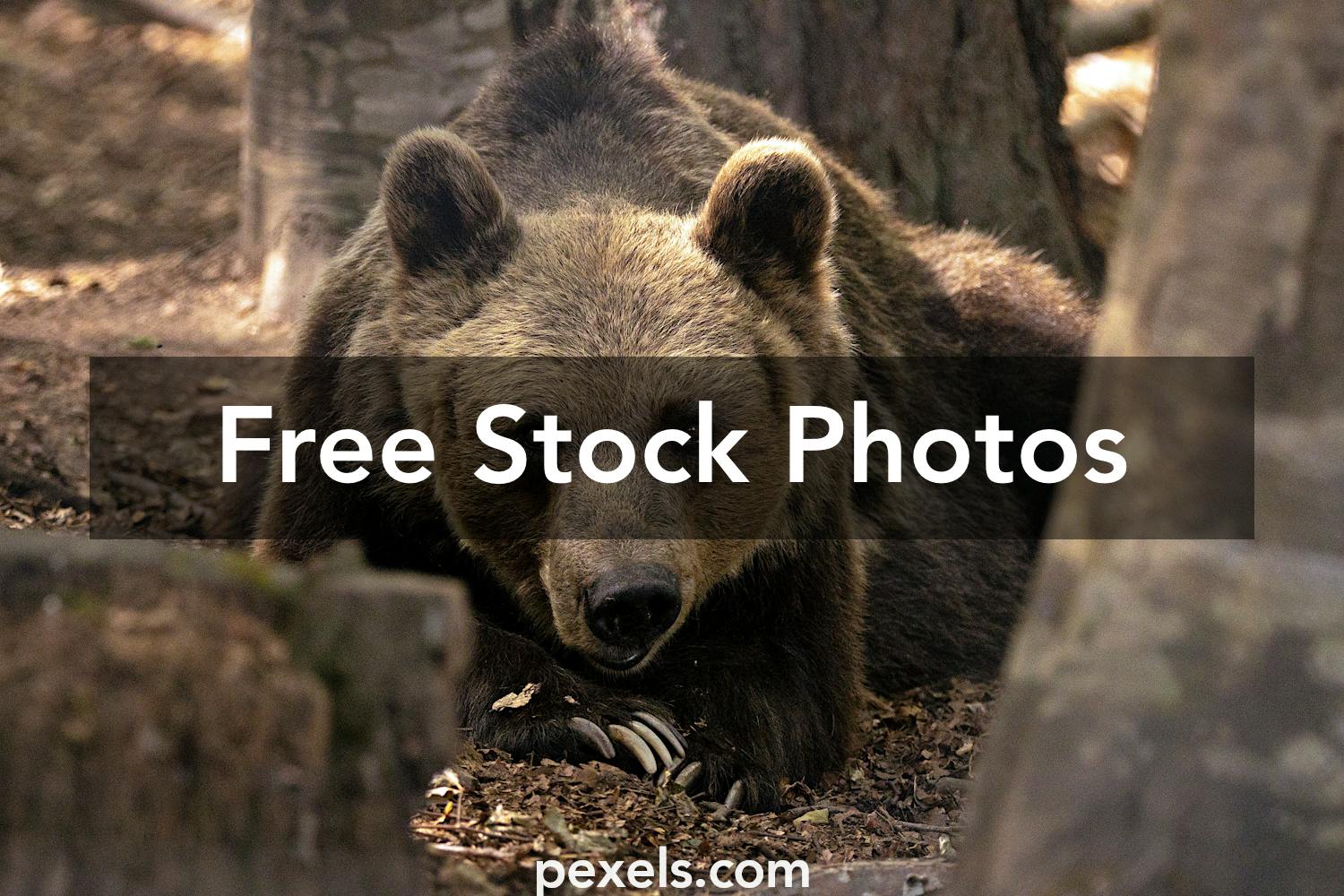 Bear Grylls Photos, Download The BEST Free Bear Grylls Stock Photos & HD  Images