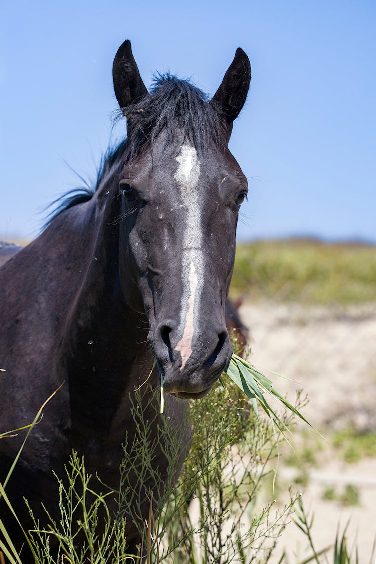 Close Up Photo A Horse Eating Leaves