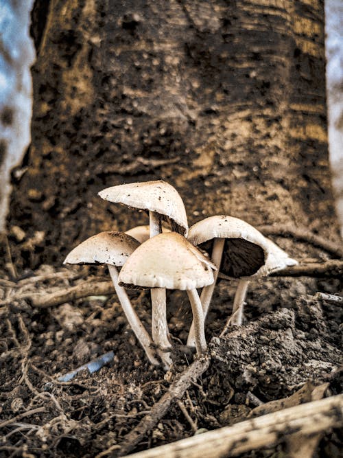 Mushrooms on Dirt Soil Photo