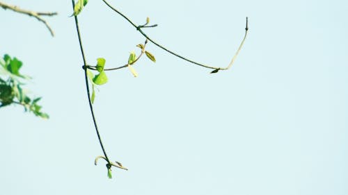 Free stock photo of branch, portrait, trees