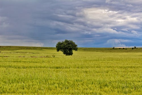 Imagine de stoc gratuită din câmp de iarbă, cer înnorat, copac verde