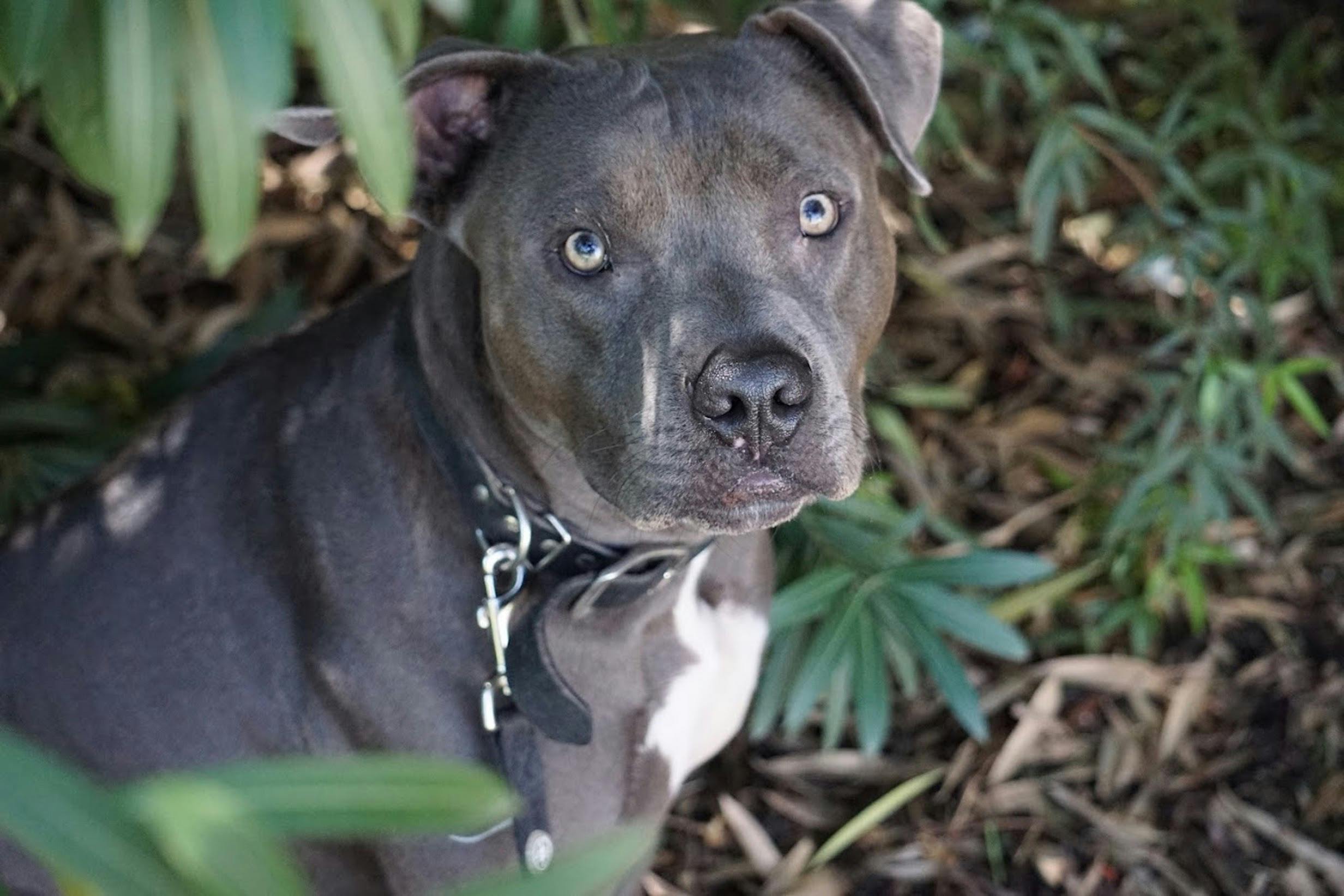 Free stock photo of blue nose pit bull, dog, dog head