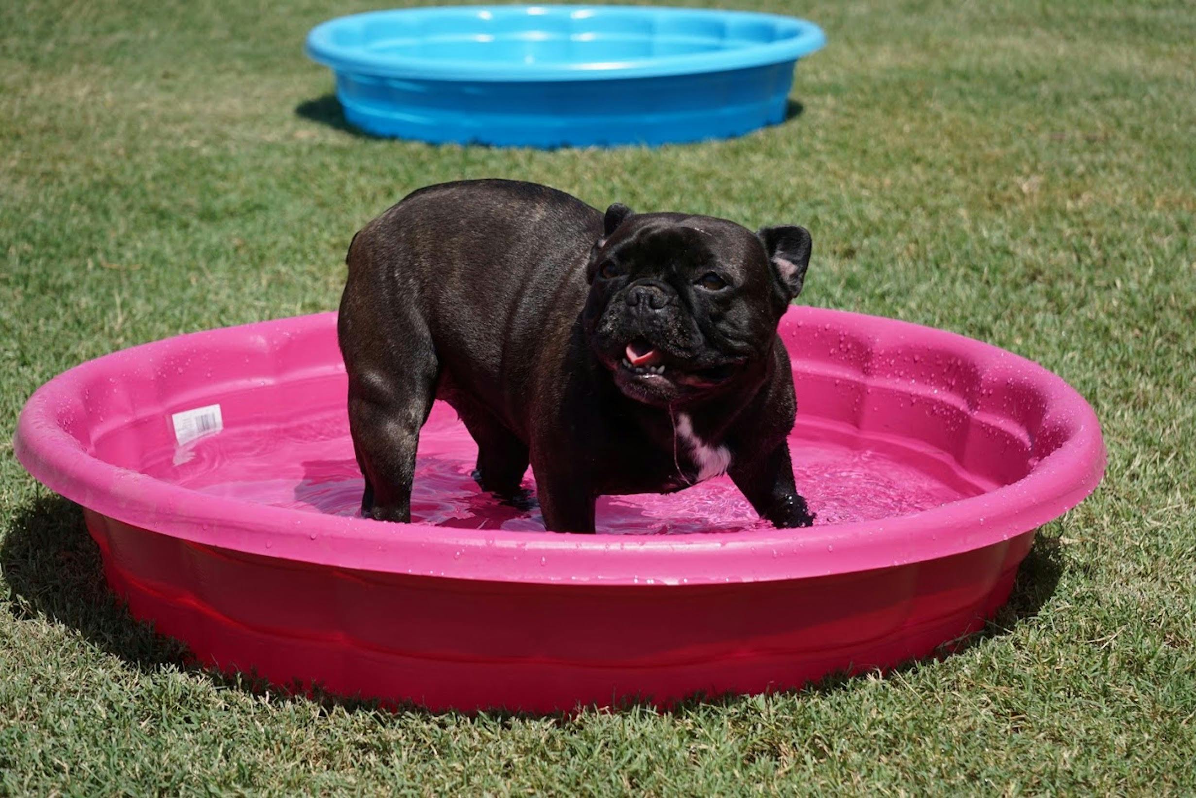 Free stock photo of dog in pink pool, dog in pool, dog in water